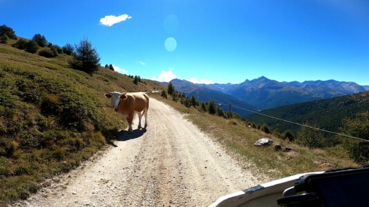 Cow on the colle delle assietta