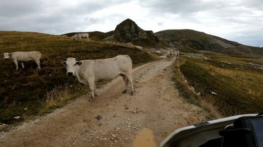Cow on the Gardetta pass