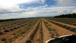 Endless lavender fields