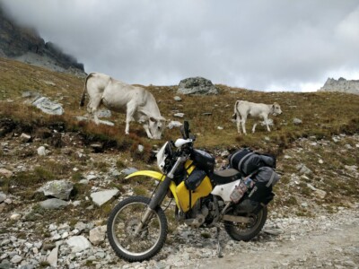 More cows, this time on the Sommeiler
