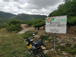 Lots of apricots here, apparently