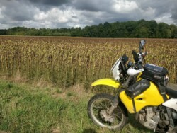 Obligatory pic of one of the many sunflower fields