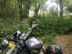 Tree on the TET track close to Reims